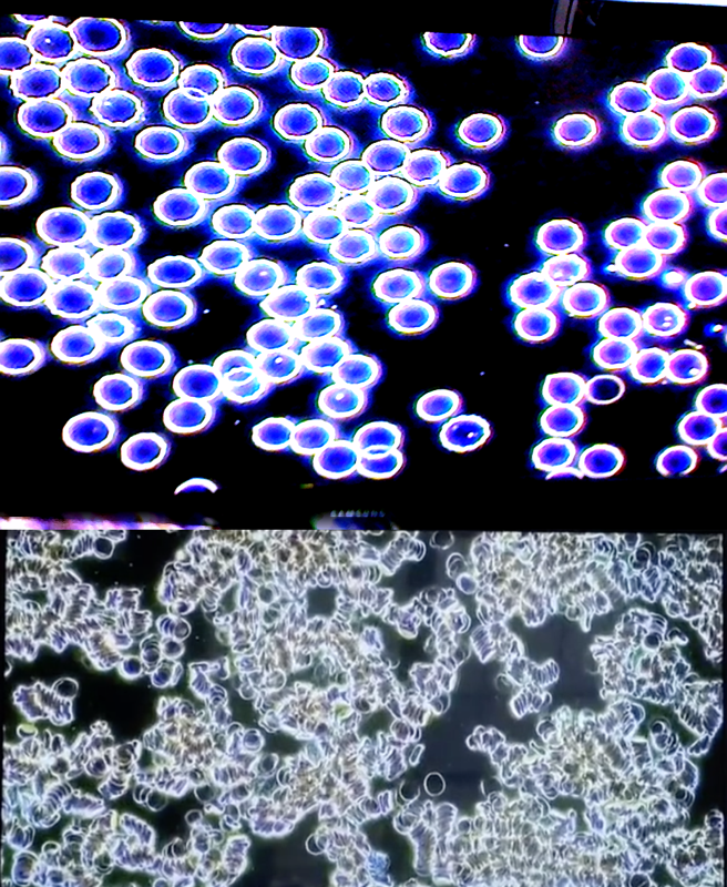 Microscopic view of spherical objects under blue and white lighting.